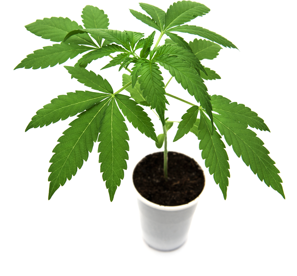 marijuana